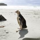 Buster the yellow-eyed penguin surveys Little Papanui Beach Wildlife Reserve on Otago Peninsula....