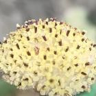 Craspedia argentea flowers at Dunedin Botanic Garden. PHOTO: SUPPLIED
