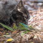 Sausage baits are the latest weapon in the ongoing battle against the scourge of feral cats. File...