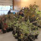 Friends of the Dunedin Botanic Garden prepare for Saturday's plant sale. PHOTO: SUPPLIED