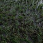 Monsoon rains have hit India eight days earlier than expected, the earlier in 16 years. Photo:...