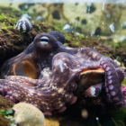 A species native to New Zealand waters is the Octopus tetricus, commonly known as the Gloomy...