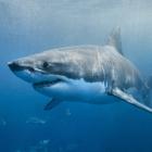 A great white shark. Photo: Getty Images 