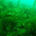 Hornwort (Ceratophyllum demersum) is ranked New Zealand’s worst submerged weed, often smothering...