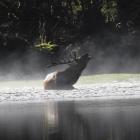 A wapiti deer in Fiordland National Park. PHOTO: SUPPLIED