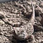 Scientists have found four dead tuatara which were likely exposed to a common rodenticide,...