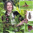 University of Otago ecology PhD student Jacqui Theis has been studying the growing number of...