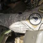 Critics say the NZDF is top heavy and combat light. Photo: NZDF / Supplied via RNZ