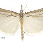 Orocrambus sophistes. photo: supplied