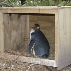 The Penguin Rescue sanctuary at Kātiki Point endeavours to save the embattled hoiho from...