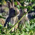 Young rabbits peer out of a burrow entrance near Millers Flat at the weekend.