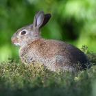 A feral rabbit. PHOTO: STEPHEN JAQUIERY