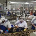Shuckers at Barnes Wild Bluff Oysters shuckers have had a slow few weeks. Photo: APL Files