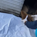 A post-mortem showed the dog had been starved over several weeks. Photo: SPCA