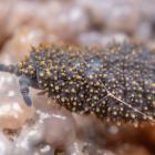 The unmistakable sight of a giant springtail. Photo: Christchurch City Council 