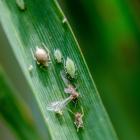 Aphid monitoring is under way in the South. Photos: supplied