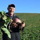 Sheep and beef farmer Ash Beattie shows a swede from a plantation, which won him a category in...