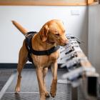 Ovarian cancer detection dog K9MD Hogan at work in the laboratory. PHOTO: SUPPLIED
