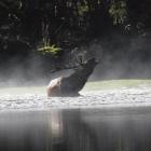 A wapiti in Fiordland National Park. PHOTO: SUPPLIED
