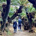 The "Sotetsu" cycad palm tunnel at Kanamisaki, on the northeastern cape of Tokunoshima. 