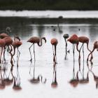 I have become adept at standing on one foot in the shower like a misshapen flamingo in a deluge....
