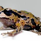 A rare New Zealand native, an Archey’s frog. PHOTO: ODT FILES
