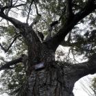 A silver beech/tahina (Lophozonia menziesii) growing in Dunedin Botanic Garden. Photo: Peter...