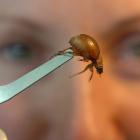 Regional endemics to Otago include the flightless Cromwell chafer beetle. Photo: Peter McIntosh