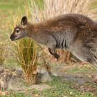 Eradicating wallabies from the region is proving a challenge for the Otago Regional Council as...