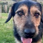Bruce is ready for a home and located in Hastings.&nbsp;Photo:&nbsp;Supplied