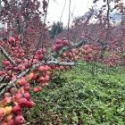 An orchard block in Ettrick remains unpicked. PHOTO: KIM BOWDEN