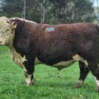 Clarence Valley’s Murray family were right about an inkling their 2-year-old bull Matariki...