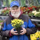 Nichol’s Garden Centre Dunedin senior shop assistant Davie Dijker holds a garden mum plant at the...