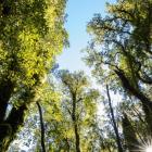 Fiordland forest. Photo: Supplied / James Williams, NIWA