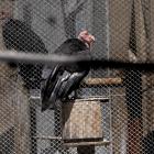 Condors at the California Condor Recovery Program at the Los Angeles Zoo. Photo: Getty Images