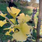 A gingko bilboa tree grown from a seed from a "hibaku tree" - a tree that survived the atomic...