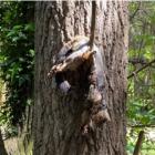 The first dead possum in a tree was found in October. Photo: Supplied