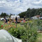 The māra kai, community garden, at Puketeraki Marae. Photos: supplied