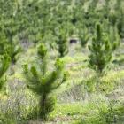 Rows of recently planted young pine trees. PHOTO: GETTY IMAGES