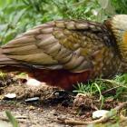A kākā eats feijoas while being stalked by a black cat in the back yard of a Maitland St property...