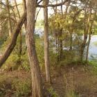 Kanuka can be found growing in the Lovelock bush. PHOTOS: SUPPLIED