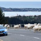 Vehicles pass a mob of escaped sheep on State Highway 1, north of Dunedin yesterday. PHOTO:...