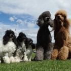 Owning a dog will be more expensive from July 1, the date from which the Waitaki District Council...