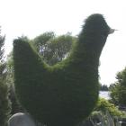 The Chook Tree in Waianakarua in North Otago is a finalist in the Tree of the Year competition....