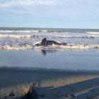 The adult orca was first noticed by a member of the public at a beach north of Waimairi. Photo:...