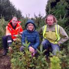 Examining a clump of wilding Douglas fir seedlings growing on Department of Conservation land at...