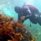 A diver inspects a crop of pest plant Undaria which is causing issues in Fiordland. (file photo)
