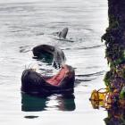 A large sea lion yawns at the Steamer Basin. Two recreational fishers had been concerned about it...