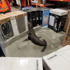 A seal corralled at Bunnings in Whangarei. Photo: DOC/Supplied