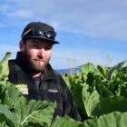 Sustainable Prospects Ltd manager Ben Peter stands in a kale paddock, which won him the best...